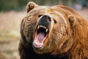 Angry-Bear-Grizzly
